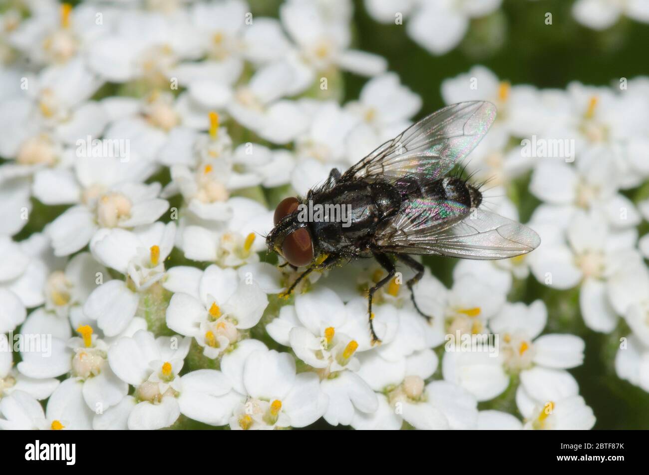 Satellitenfliegen, Amobia sp., Futtersuche auf Schafgarbe, Achillea millefolium Stockfoto