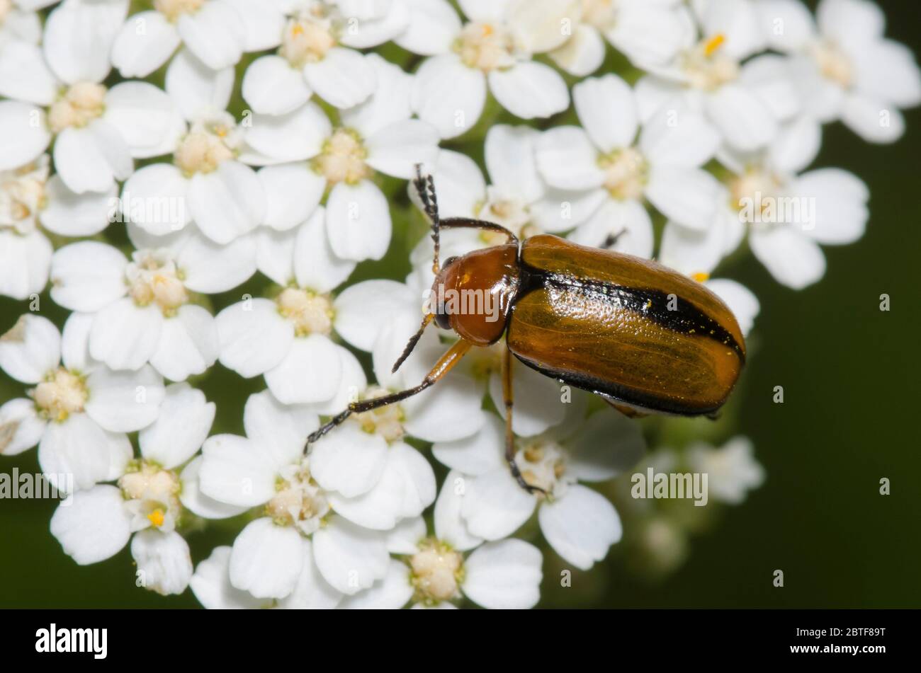Klappkäfer, Anomoea sp., auf Schafgarbe, Achillea millefolium Stockfoto