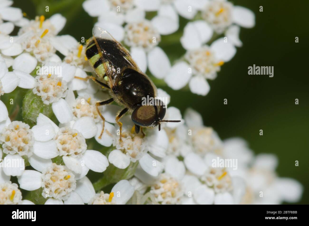 Soldier Fly, Psellidotus sp., Nahrungssuche auf Schafgarbe, Achillea millefolium Stockfoto