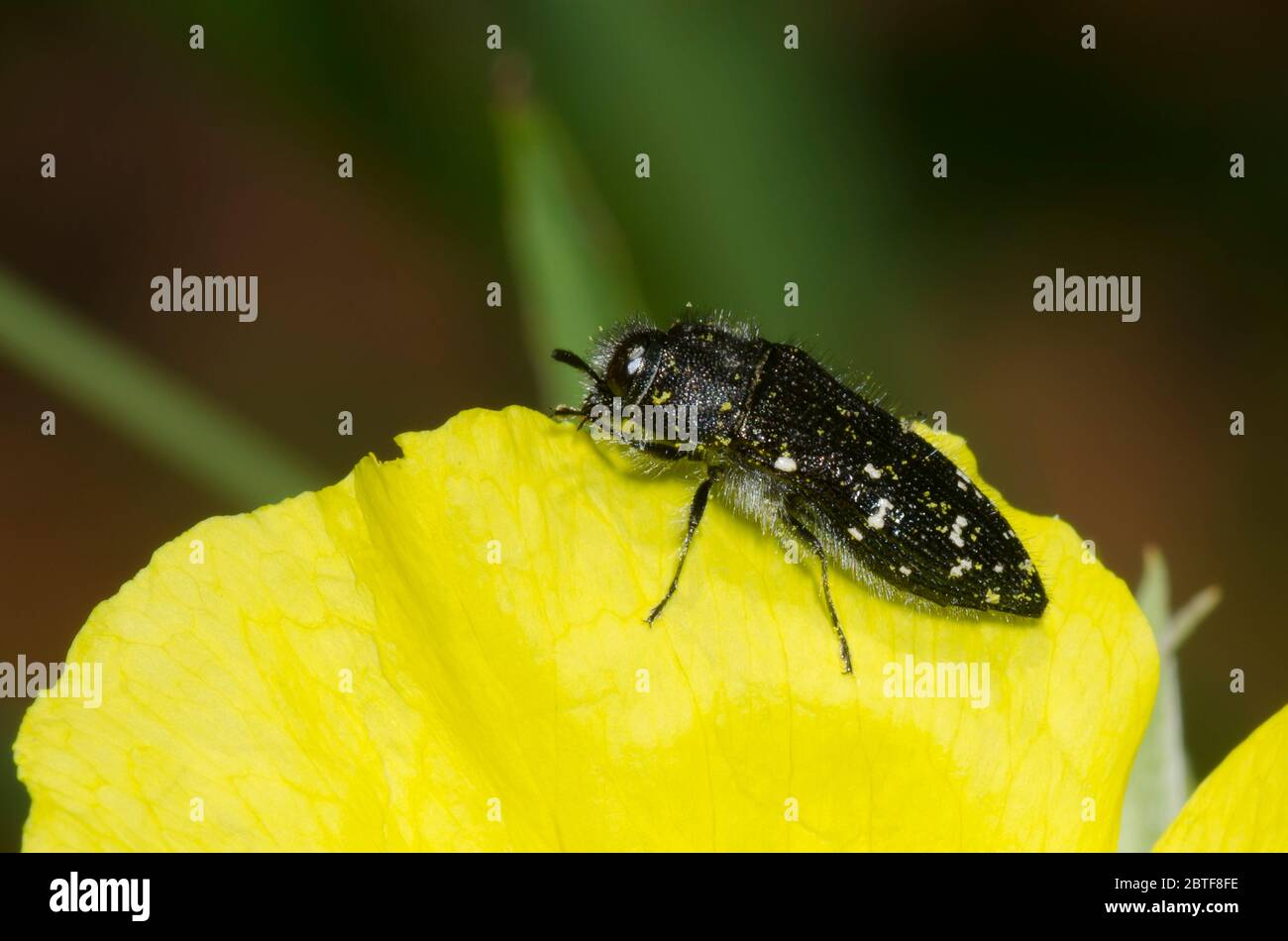 Buprestid Käfer, Acmaeodera tubulus Stockfoto