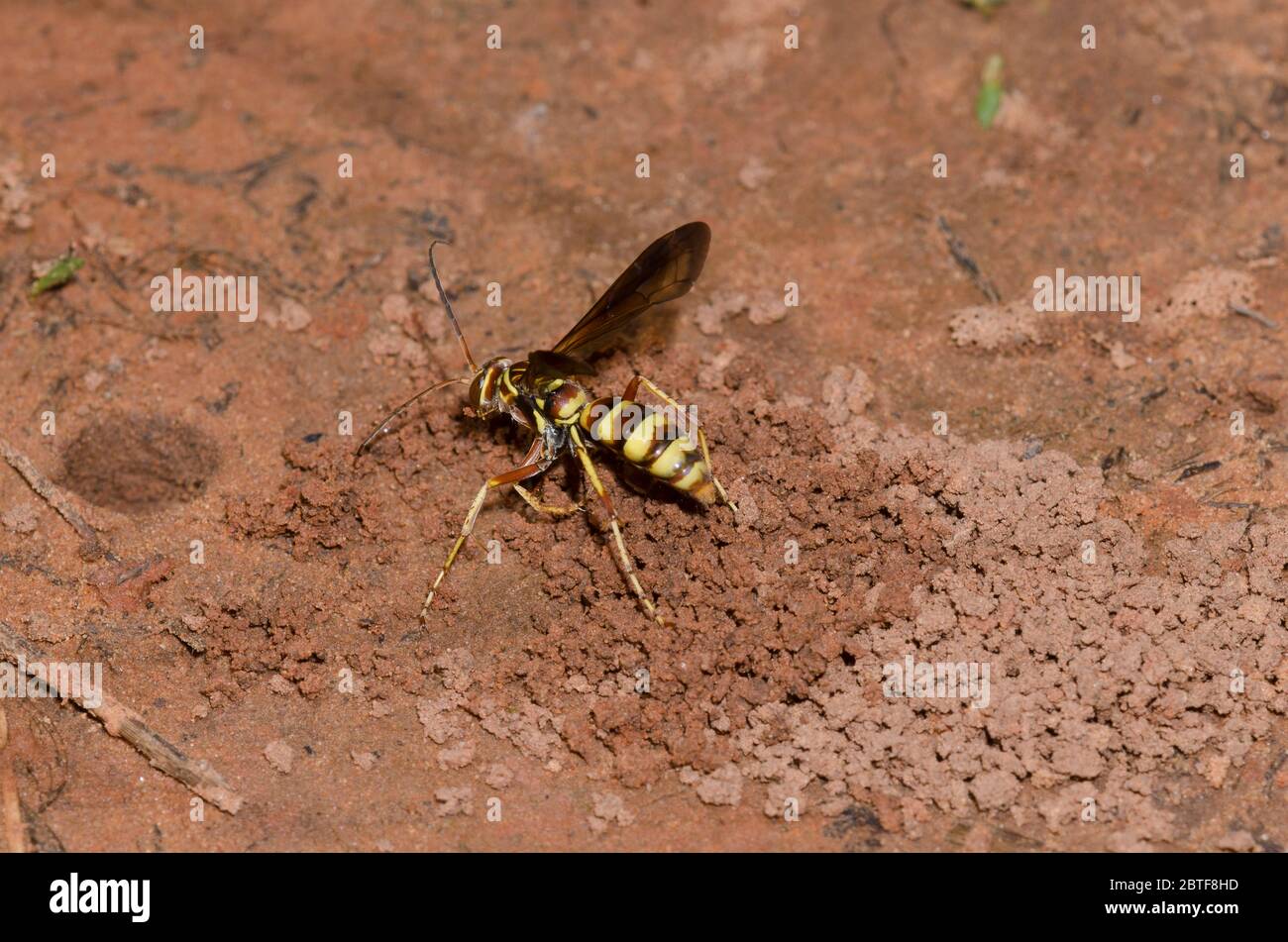 Spinnwasp, Poecilopompilus interruptus, weiblicher Aushub für gelähmte Spinnenauge Stockfoto