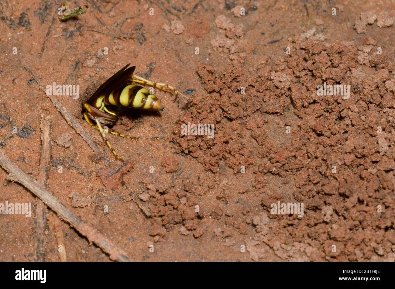 Spinnwasp, Poecilopompilus interruptus, weiblicher Aushub für gelähmte Spinnenauge Stockfoto