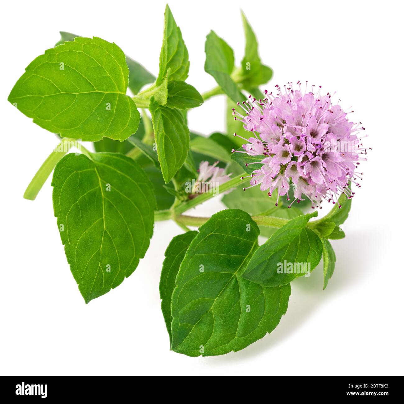 Frische Minze mit Blume isoliert auf weißem Hintergrund Stockfoto
