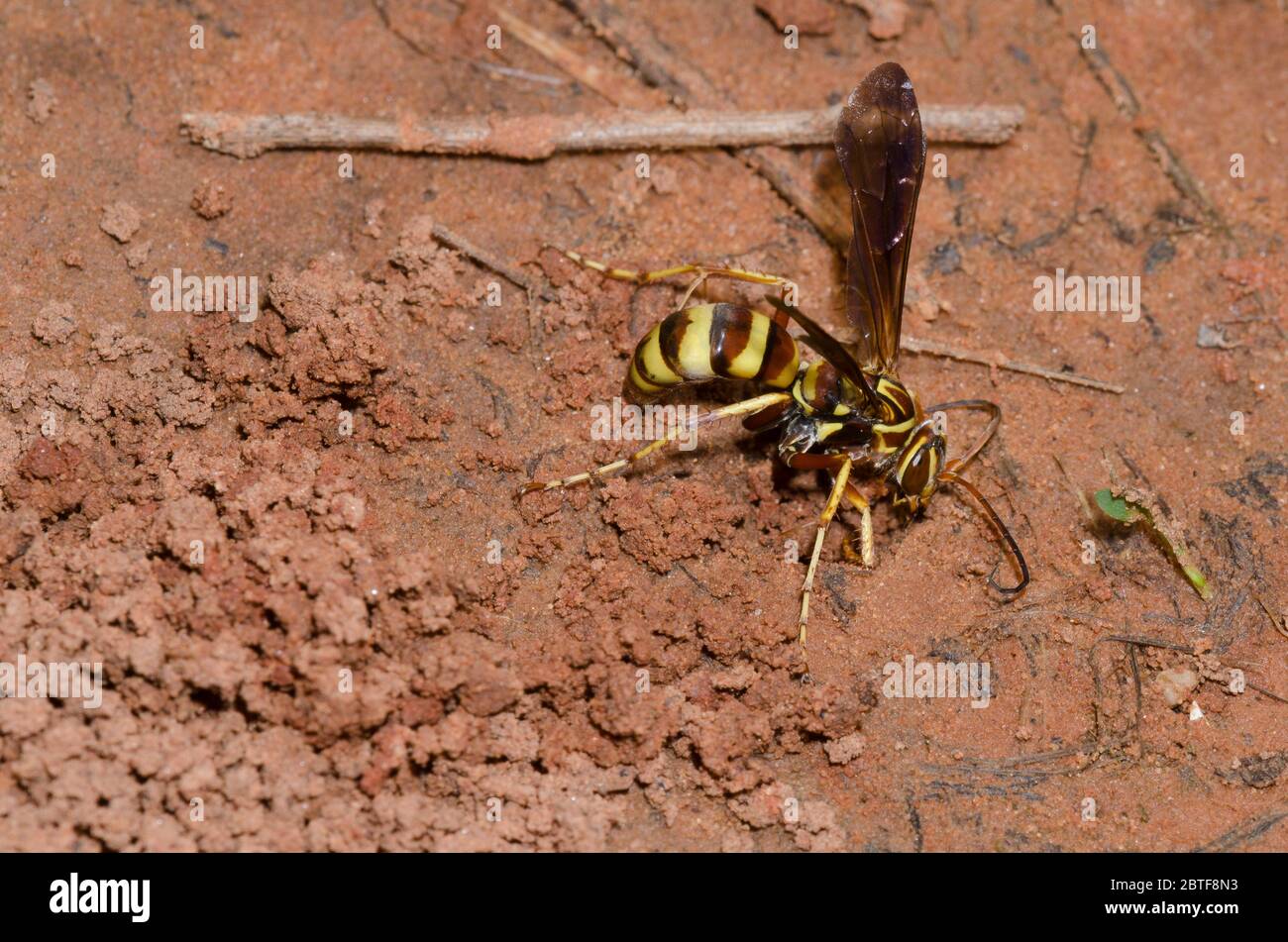 Spinnwasp, Poecilopompilus interruptus, weibliche Füllung in den Bau nach Ablagerung gelähmter Spinnenauge Stockfoto