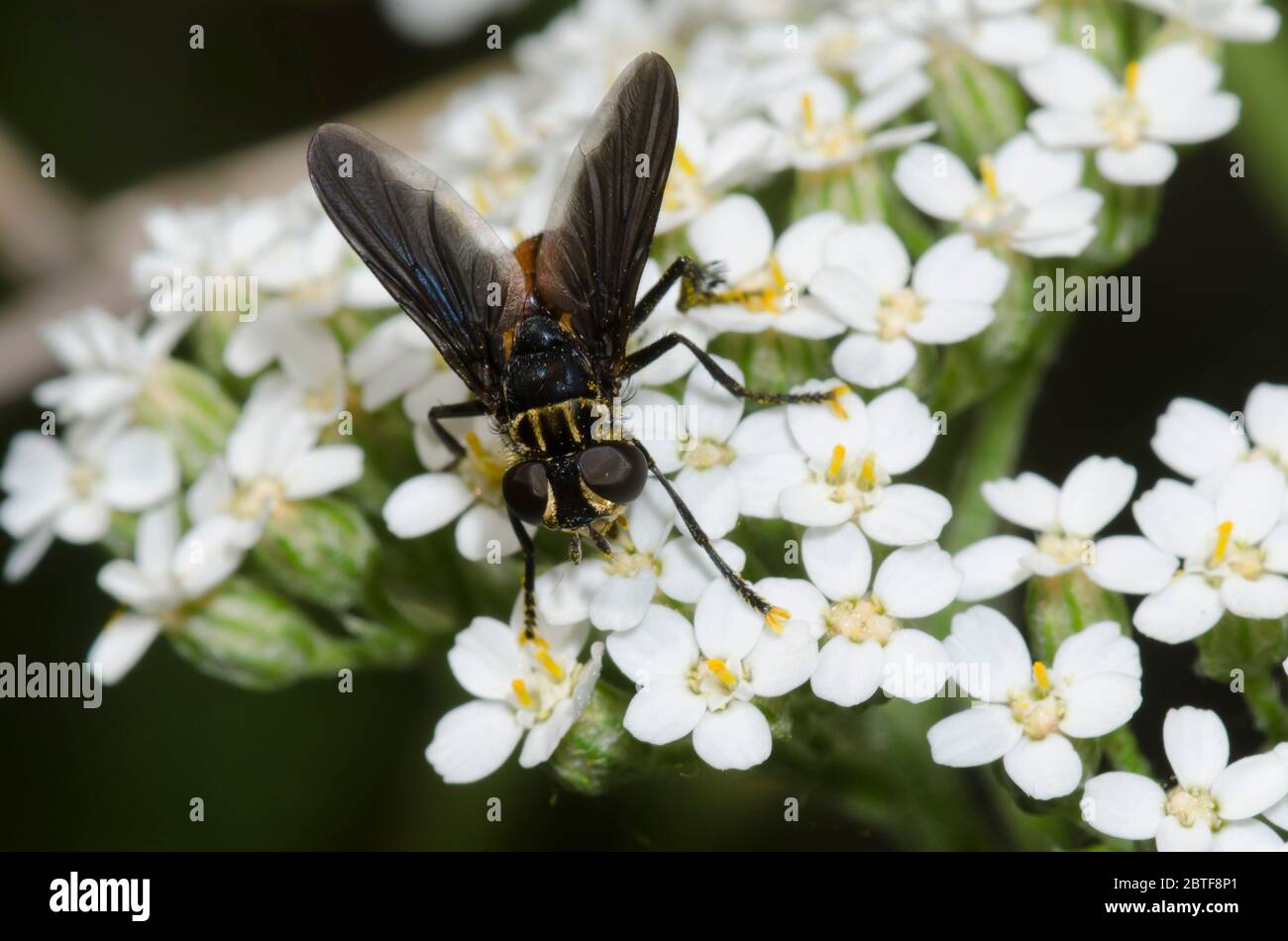 Federbeinfliege, Trichopoda sp., Futter auf Schafgarbe, Achillea millefolium Stockfoto