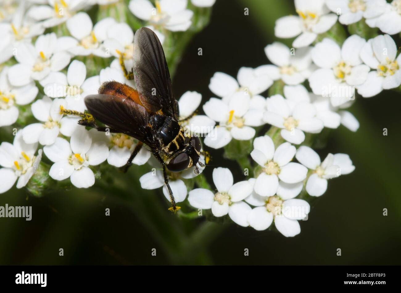 Federbeinfliege, Trichopoda sp., Futter auf Schafgarbe, Achillea millefolium Stockfoto
