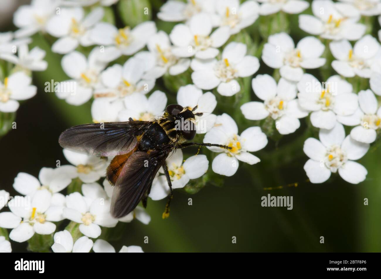 Federbeinfliege, Trichopoda sp., Futter auf Schafgarbe, Achillea millefolium Stockfoto