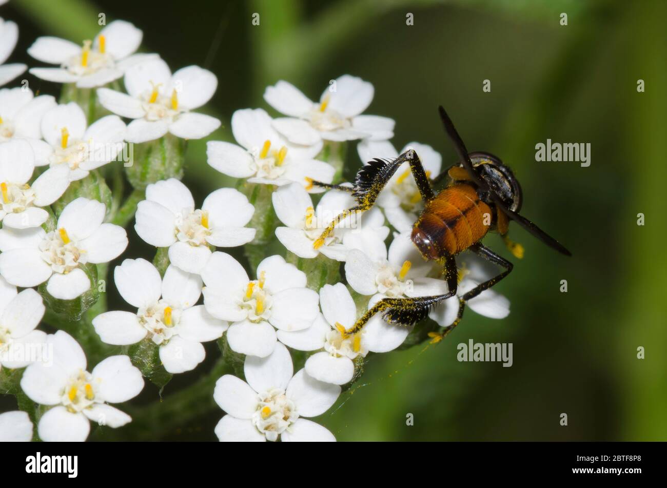 Federbeinfliege, Trichopoda sp., Futter auf Schafgarbe, Achillea millefolium Stockfoto