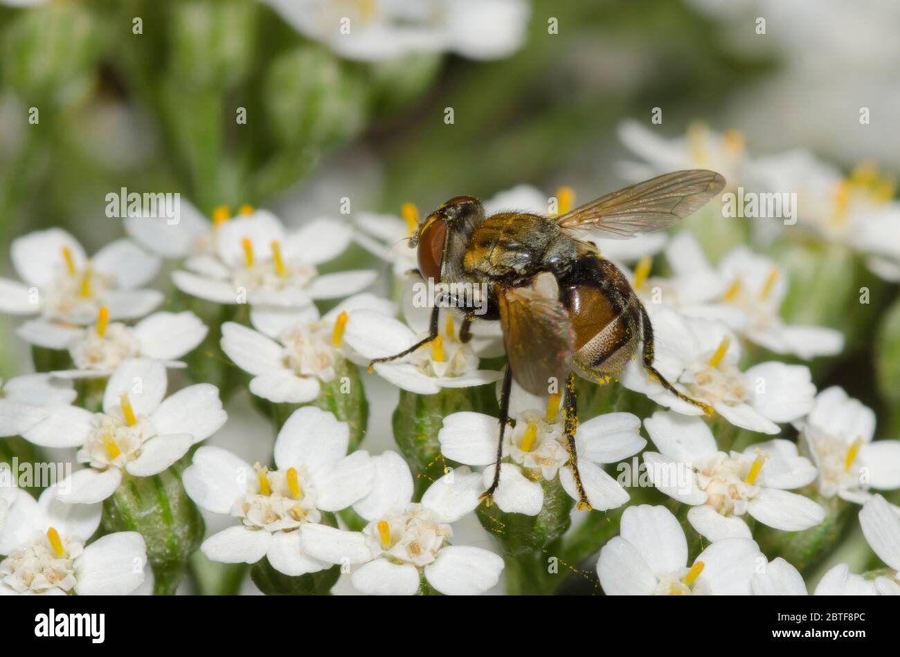 Tachinidfliegen, Gymnoclytia sp., Futter auf Schafgarbe, Achillea millefolium Stockfoto