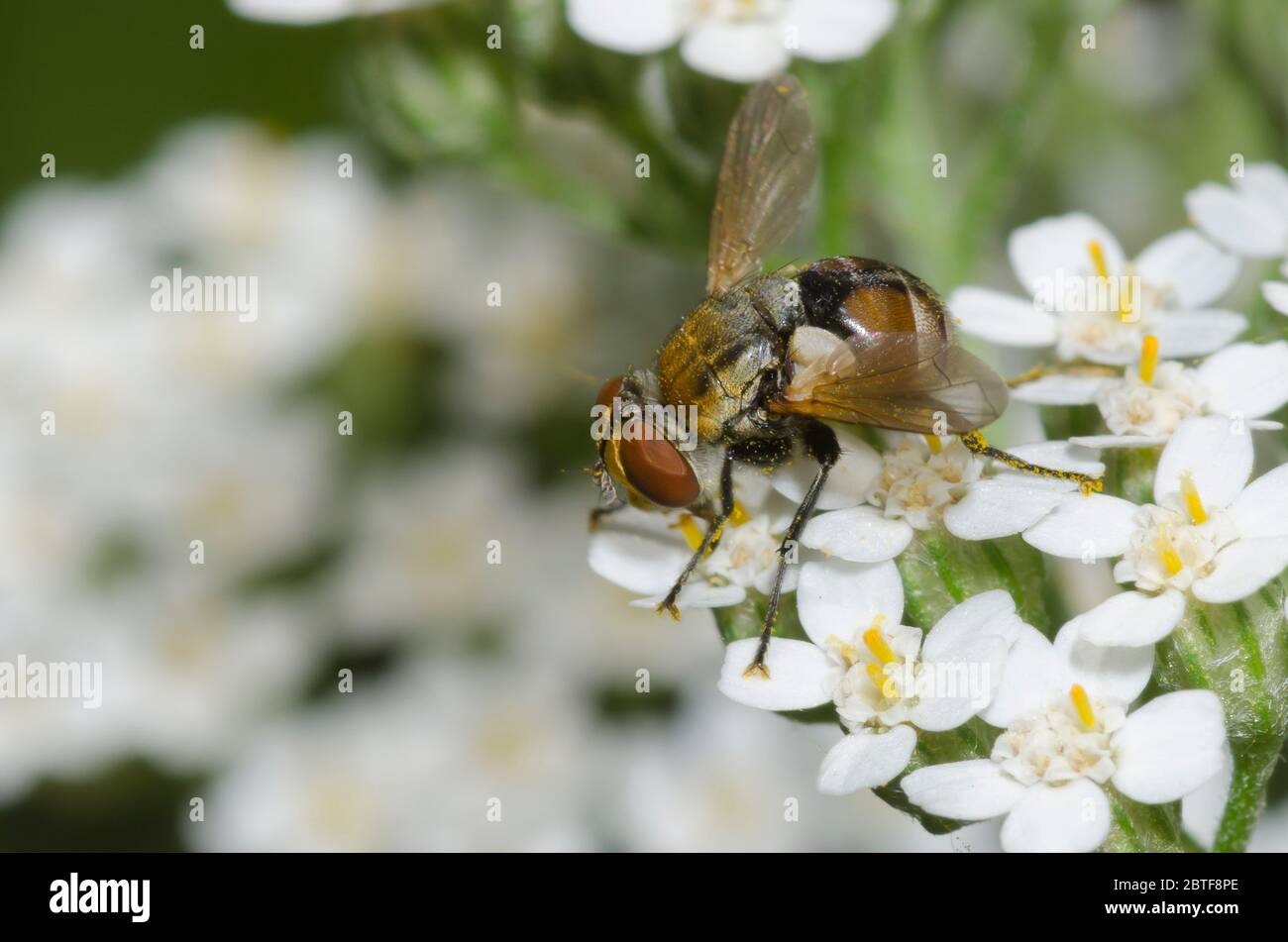 Tachinidfliegen, Gymnoclytia sp., Futter auf Schafgarbe, Achillea millefolium Stockfoto