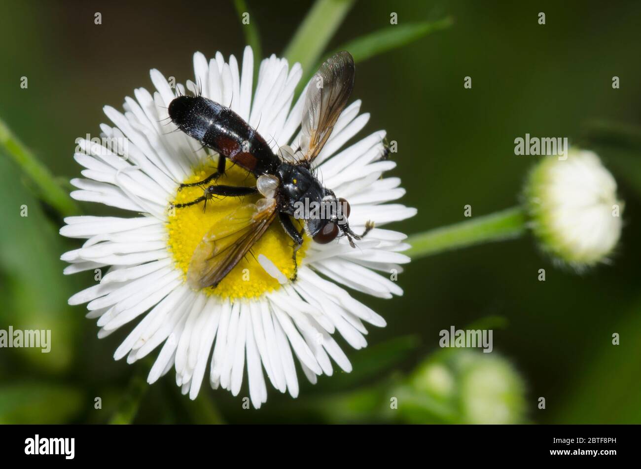 Tachinidfliegen, Cylindromyia sp., Futtersuche auf Fleabane, Erigeron sp. Stockfoto