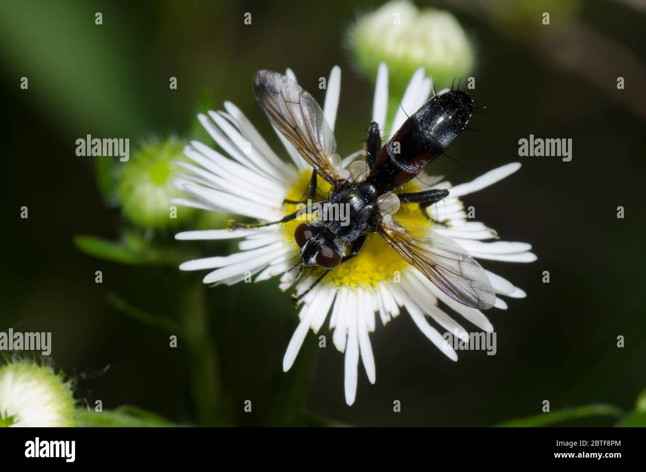 Tachinidfliegen, Cylindromyia sp., Futtersuche auf Fleabane, Erigeron sp. Stockfoto