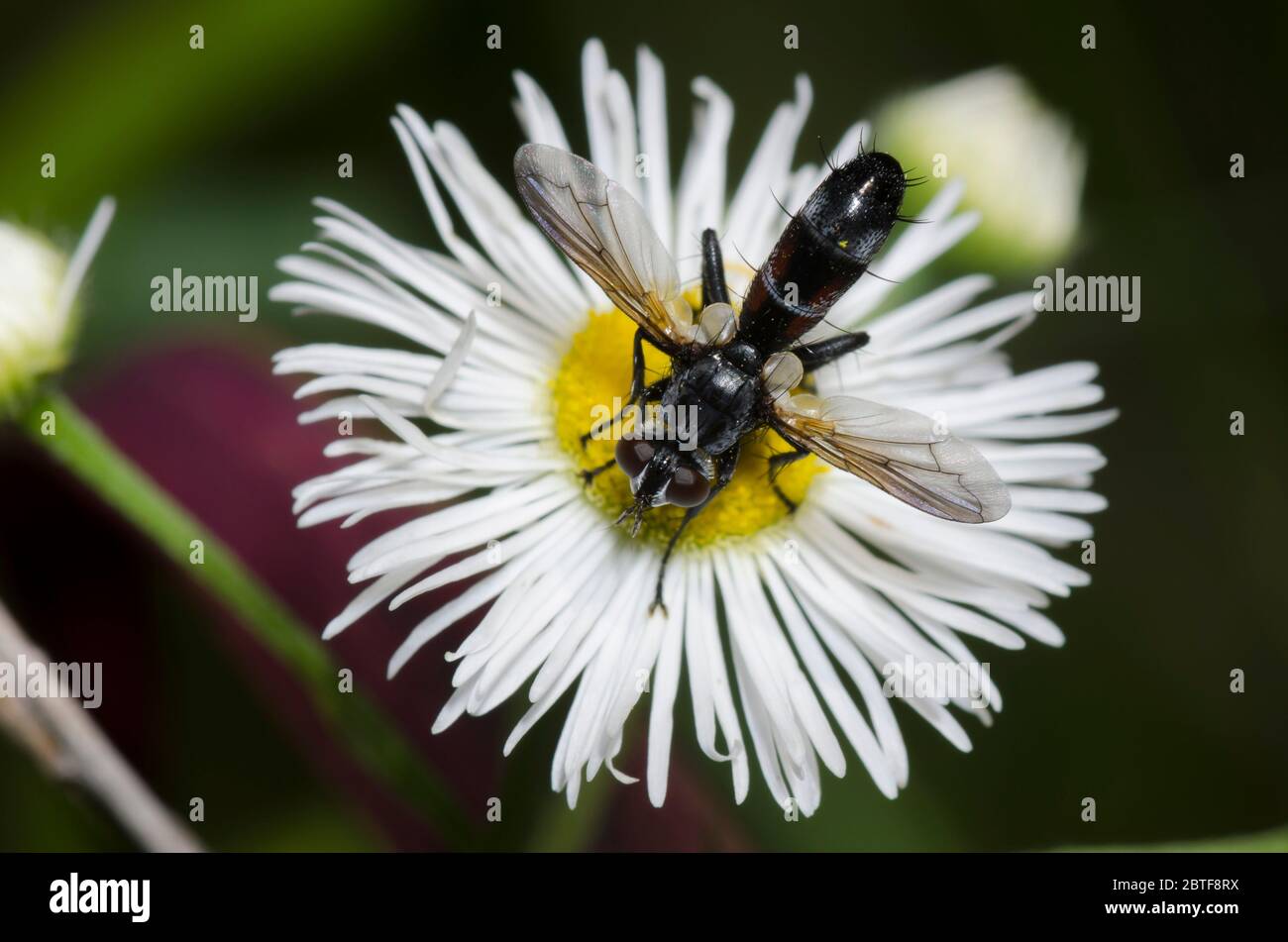Tachinidfliegen, Cylindromyia sp., Futtersuche auf Fleabane, Erigeron sp. Stockfoto