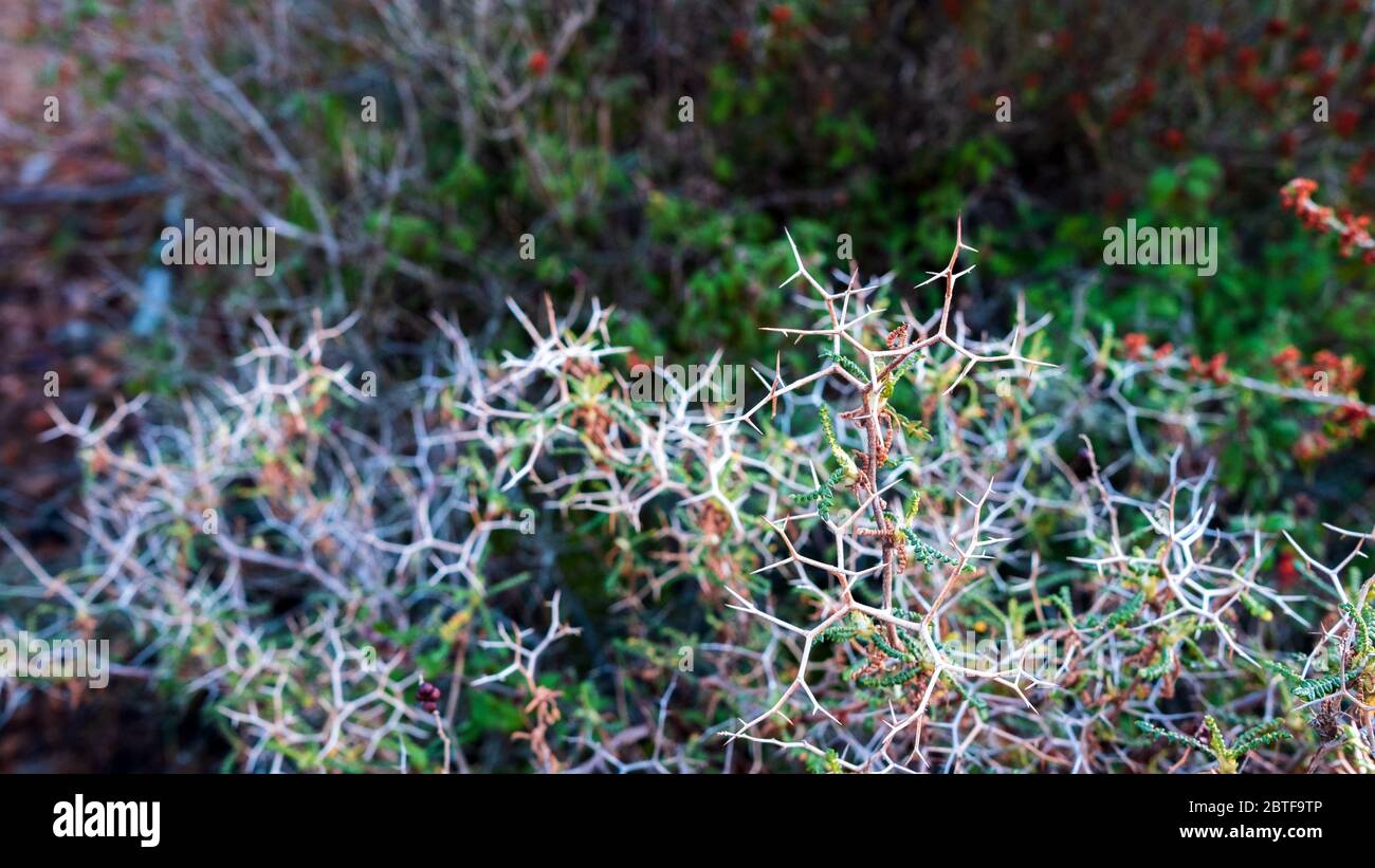 Ein Detail mit Dornen im Vordergrund aus dem Wald Stockfoto