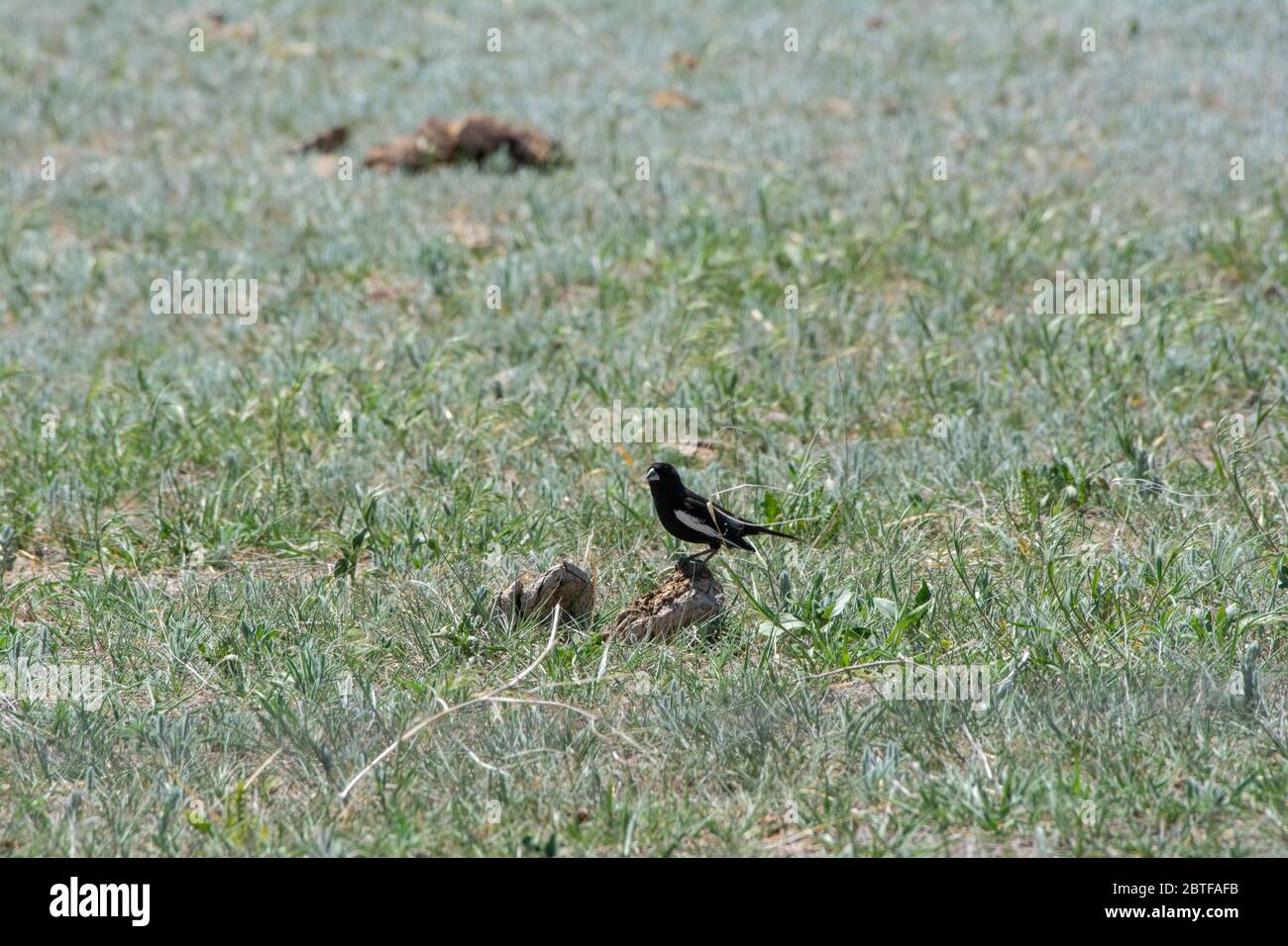 Lerche-Haunting (Calamospiza melanocorys) aus Weld County, Colorado, USA. Stockfoto