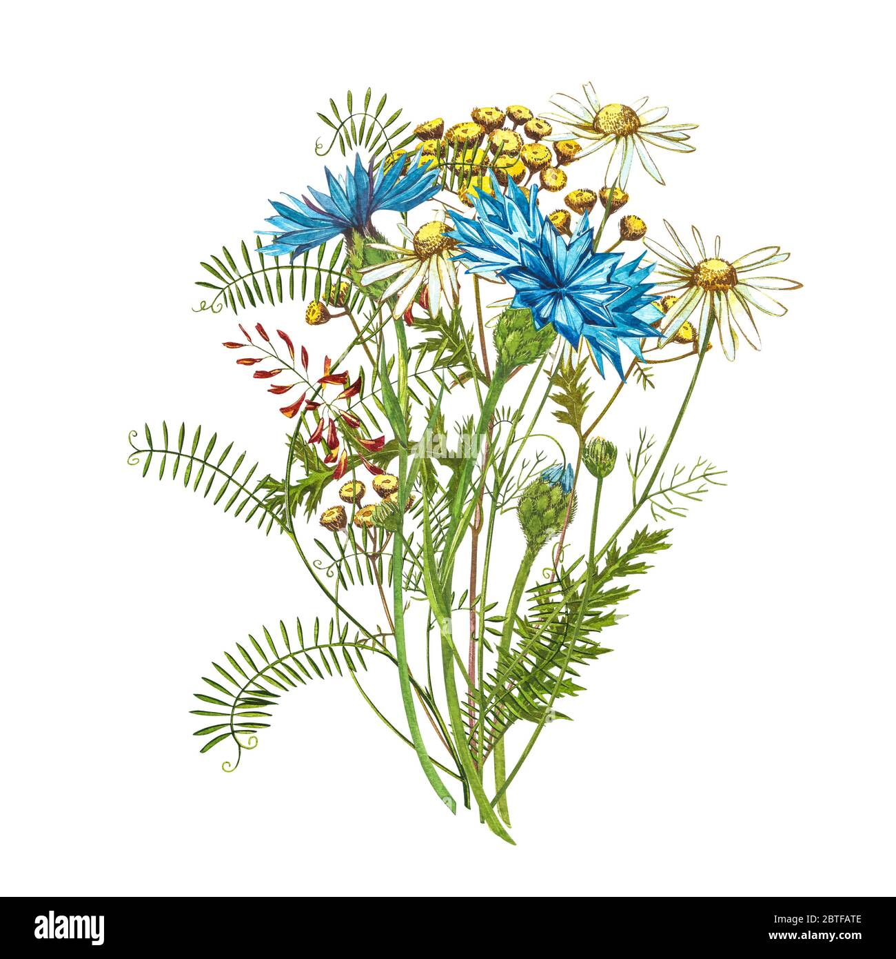 Blauer Kornblume Kraut oder Junggesellenbouquet mit Pansy Blumen isoliert auf weißem Hintergrund. Zeichnungssatz Kornblumen, florale Elemente, w Stockfoto