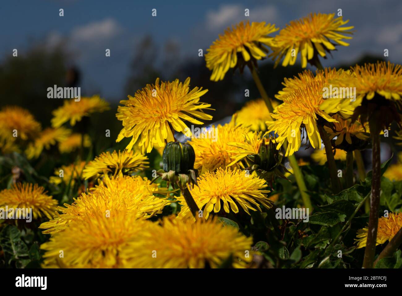 Ein Nahaufnahme Bild von gelben Löwenzahn-Blüten in einem Feld mit dem blauen Himmel und weißen Wolken im Hintergrund Stockfoto