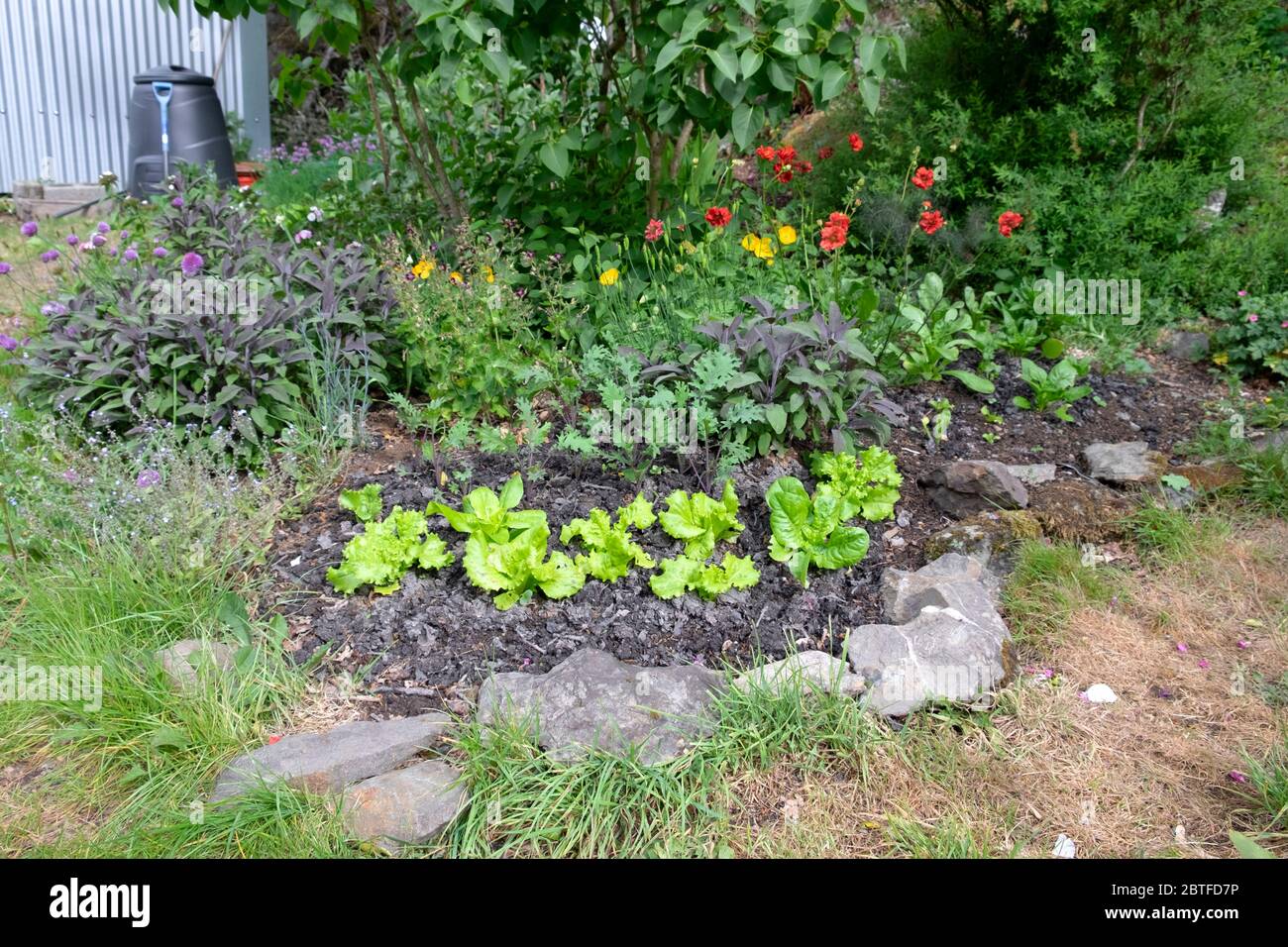 Salat wächst in kleinen Garten mit roten geum, russische Grünkohl, Salbei Pflanzen im Mai Frühjahr Carmarthenshire Wales UK KATHY DEWITT Stockfoto