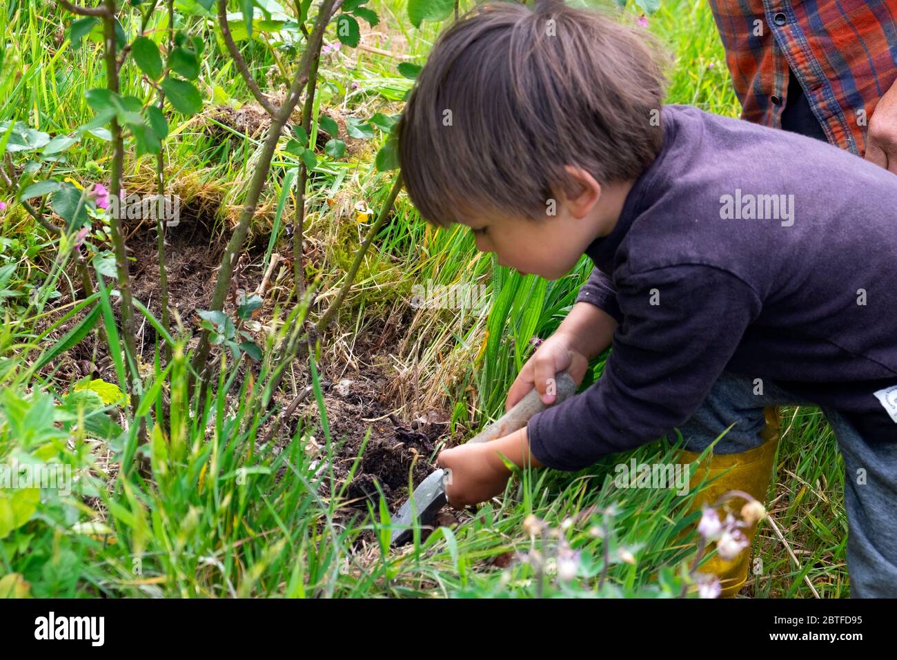 Kleiner Junge 3 Jahre, der Mist unter einer Rosenbuschpflanze mit einer Kelle im Mai-Frühling in einem Landgarten in Wales UK KATHY DEWITT setzt Stockfoto