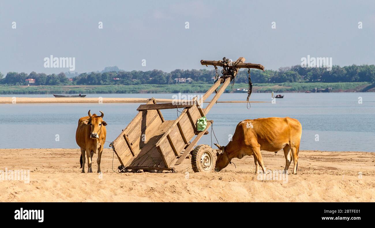 Ochsenkarren sind häufig für den Transport und Fracht über den Mekong Fluss von Kratie, Kambodscha Koh Trong Insel schleppen. Stockfoto