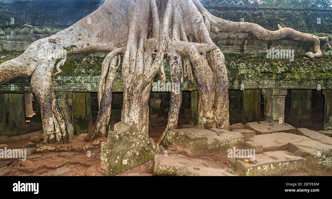 Krakenwurzel Baum bei Ta Prohm auf dem Angkor Komplex in Kambodscha. TA Prohm wird auch der Dschungeltempel genannt Stockfoto