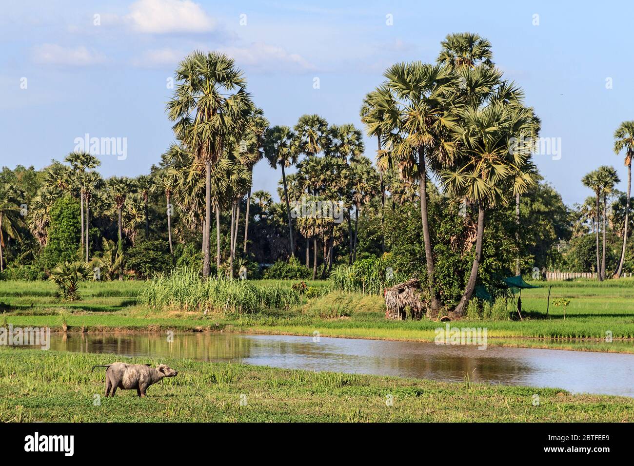 Ländliche Gegend am Stadtrand von Siem Reap, Kambodscha. Wasserbüffel grast auf Gras in Sumpfgebieten in der Nähe von Reisfeldern. Stockfoto