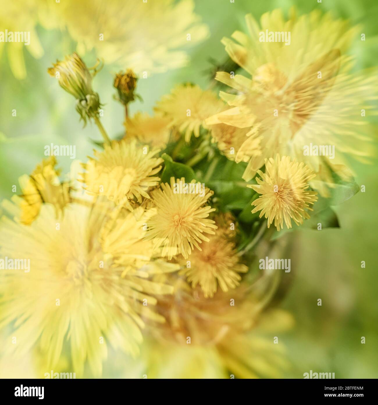 Verschwommener floraler Hintergrund, Doppelbelichtung, farbenprächtiger gelber Löwenzahn. Konzept des Frühlings, Feiertage Stockfoto