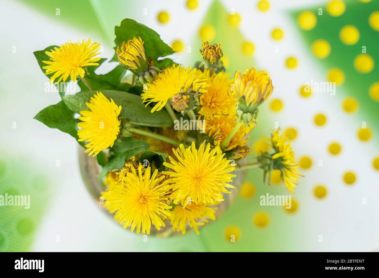 Bunte frische gelbe Löwenzahn Nahaufnahme, Draufsicht, hellen floralen Hintergrund, Konzept des Frühlings, Sommer, Feiertage und Geschenke Stockfoto
