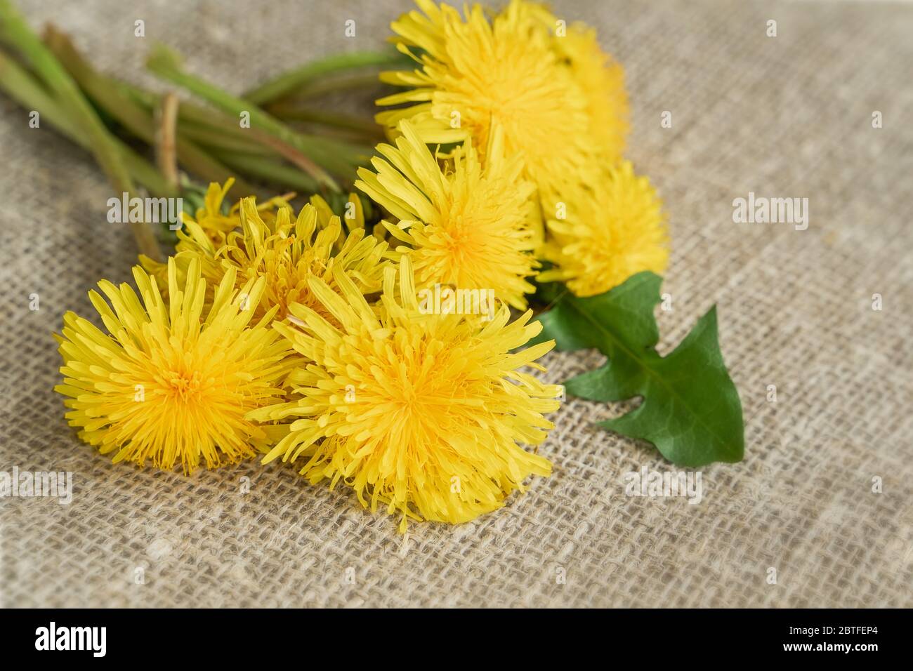 Bunte Bouquet von leuchtend gelben Löwenzahn, Blumen close-up auf Burlap, Leinwand, rustikalen Hintergrund, Konzept des Frühlings, saisonale Feste Stockfoto