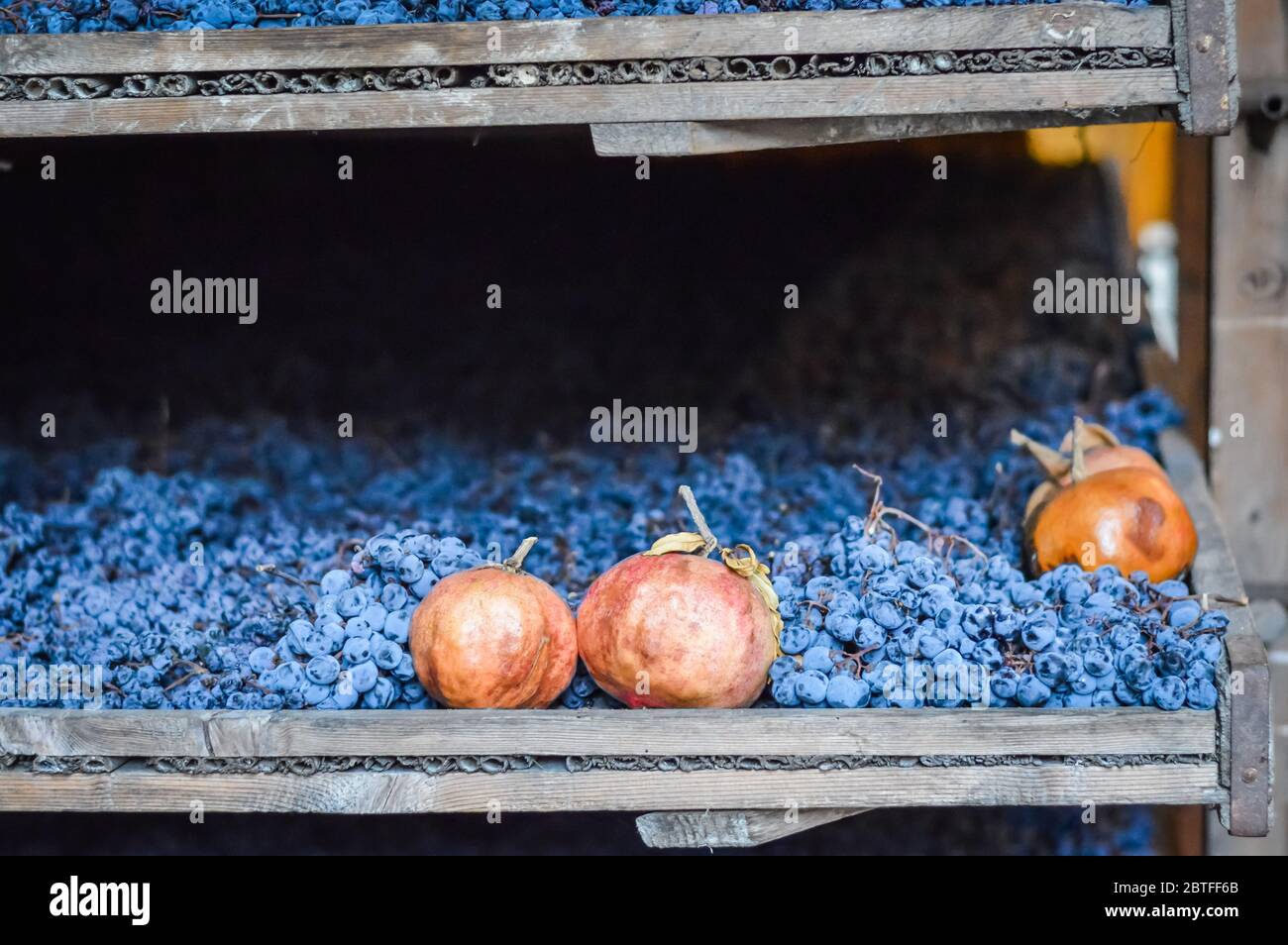 Trauben dürfen trocknen, traditionell auf Strohmatten, um italienischen Amarone Wein zu machen. Stockfoto