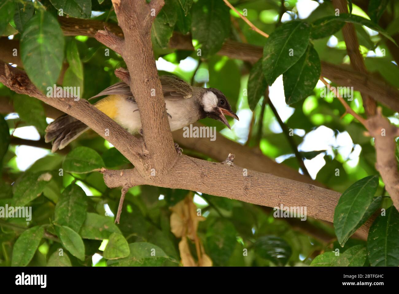 Ein kleiner Vogel, der auf einem Baum auf der Suche nach Nahrung sitzt Stockfoto