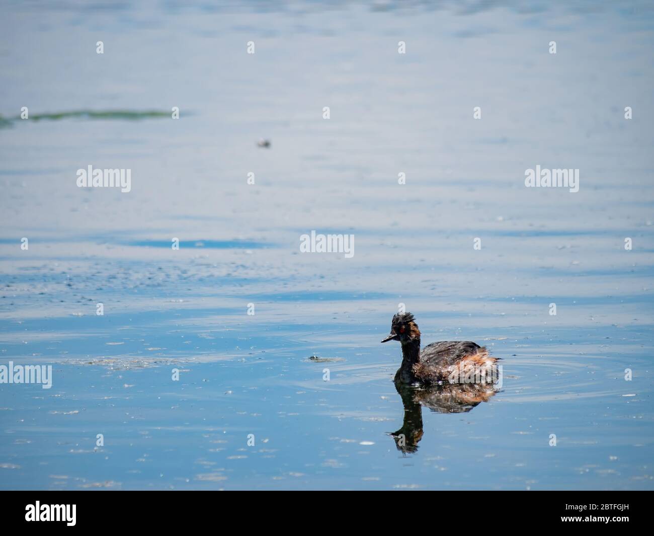 Nahaufnahme eines Schwarzhalstaucher, der in einem Teich in Henderson, Nevada, schwimmt Stockfoto