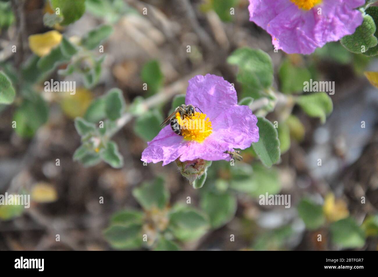 Honigbiene auf lila Blume. Bild von schönen violetten Blume und Biene Stockfoto