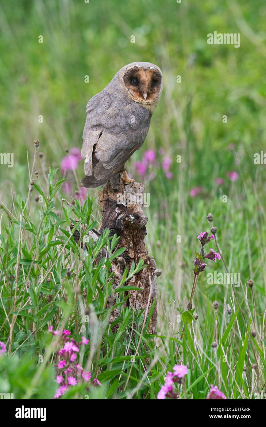 Eine schwarze (melanistische) Scheune Eule saß auf einem Barsch im Wiesengebiet des Scheune Owl Centre of Gloucestershire während eines Fototags. Stockfoto