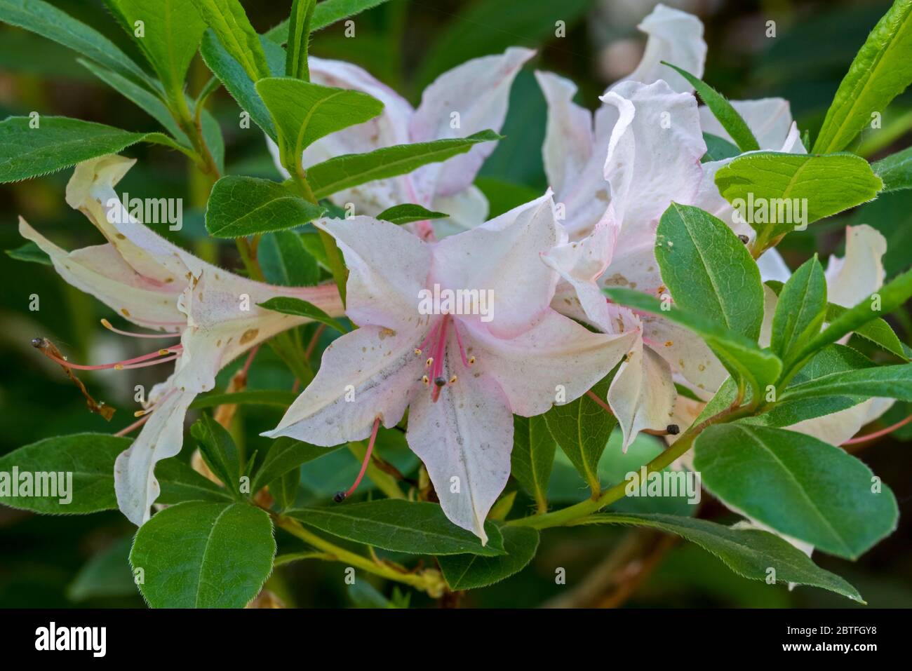 Rhododendron Soir de Paris, Nahaufnahme mit rosa Blüten und Blättern im Frühjahr Stockfoto