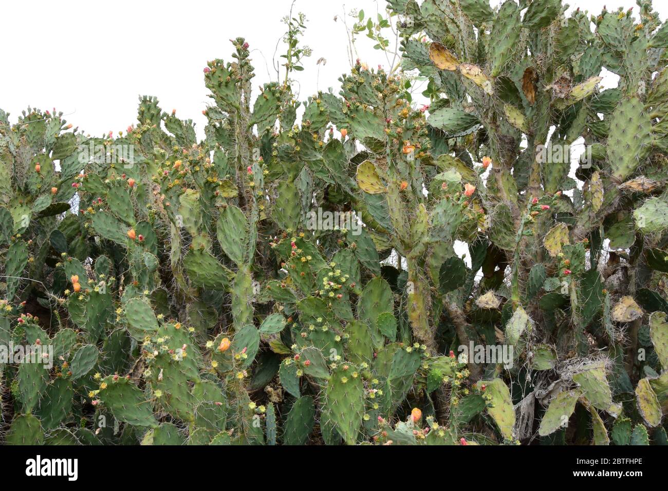 Blick auf die Blumen und Blätter eines dornigen Kaktus Im Dschungel von Rajasthan Stockfoto