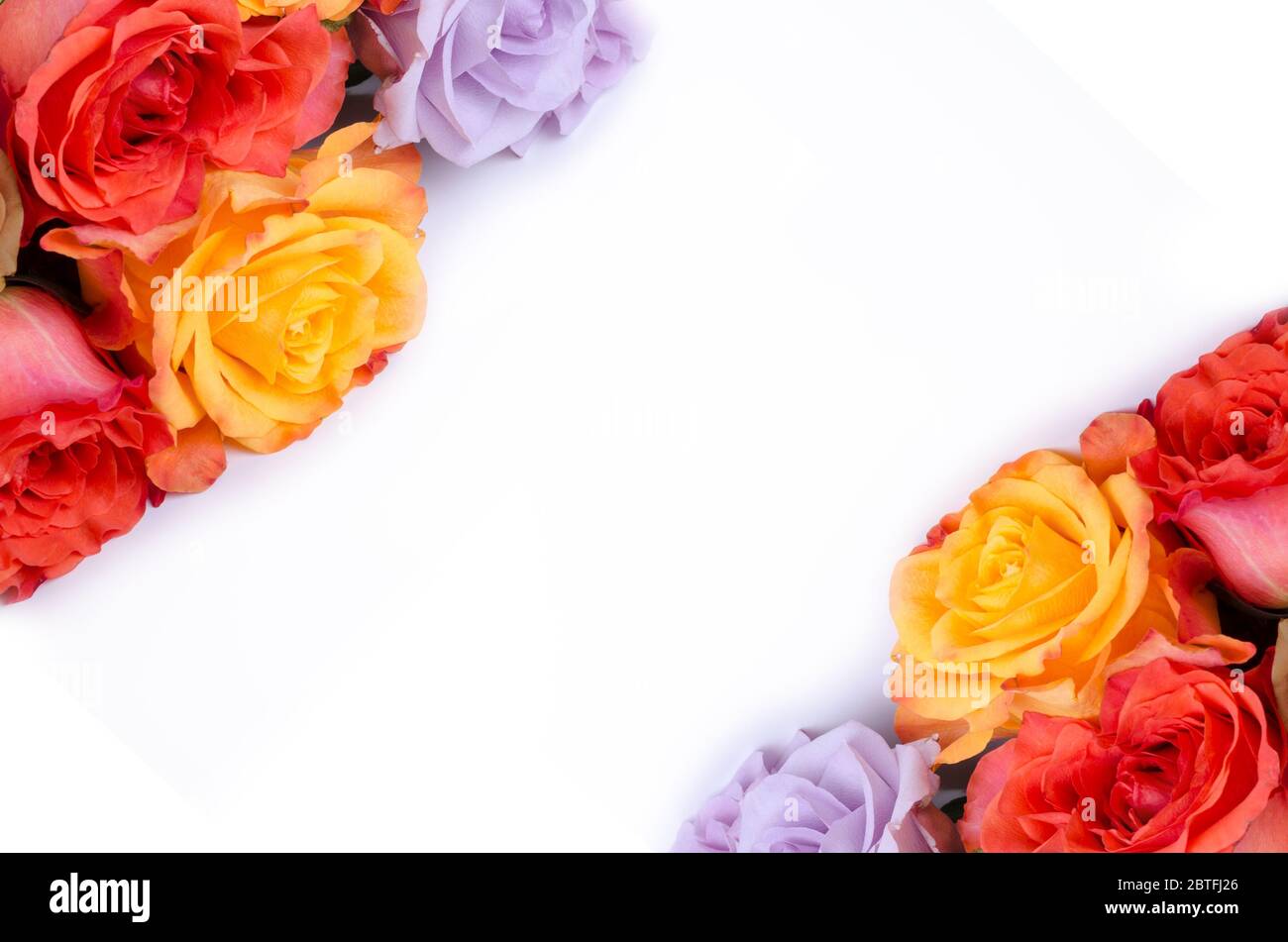Viel bunten Rosen kopieren Raum Kulisse. Wunderschöne Rosen auf einem weißen Hintergrund. Stockfoto