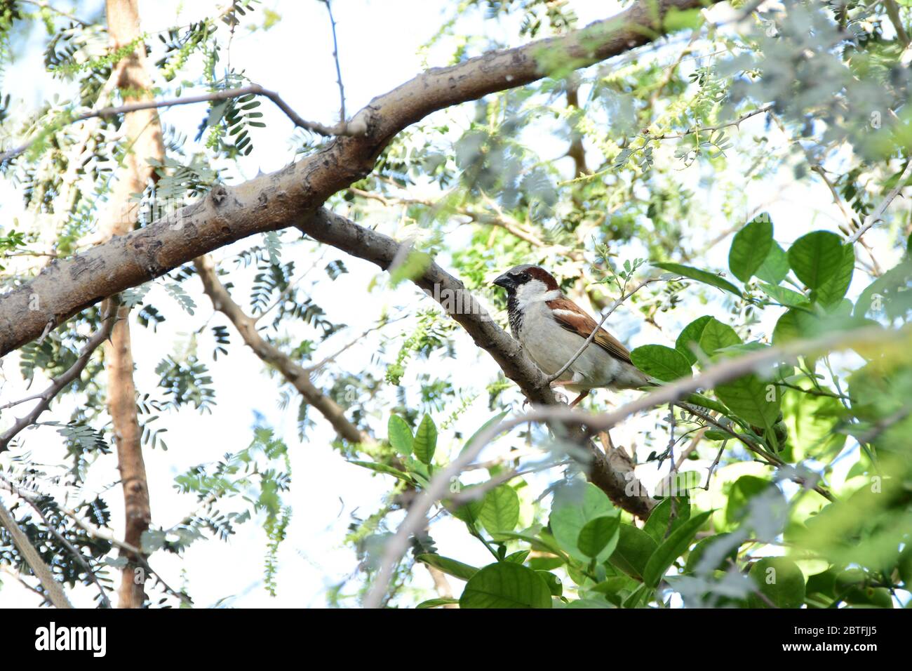 Ein kleiner Vogel, der auf einem Baum auf der Suche nach Nahrung sitzt Stockfoto
