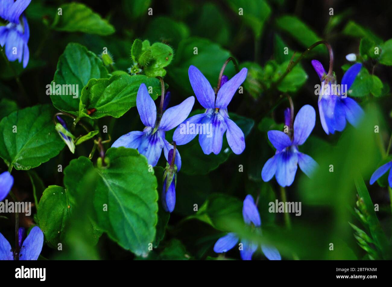 Wilder Veilchenbusch mit zarten violetten Blütenblättern und grünen Blättern an einem sonnigen Frühlingstag Stockfoto