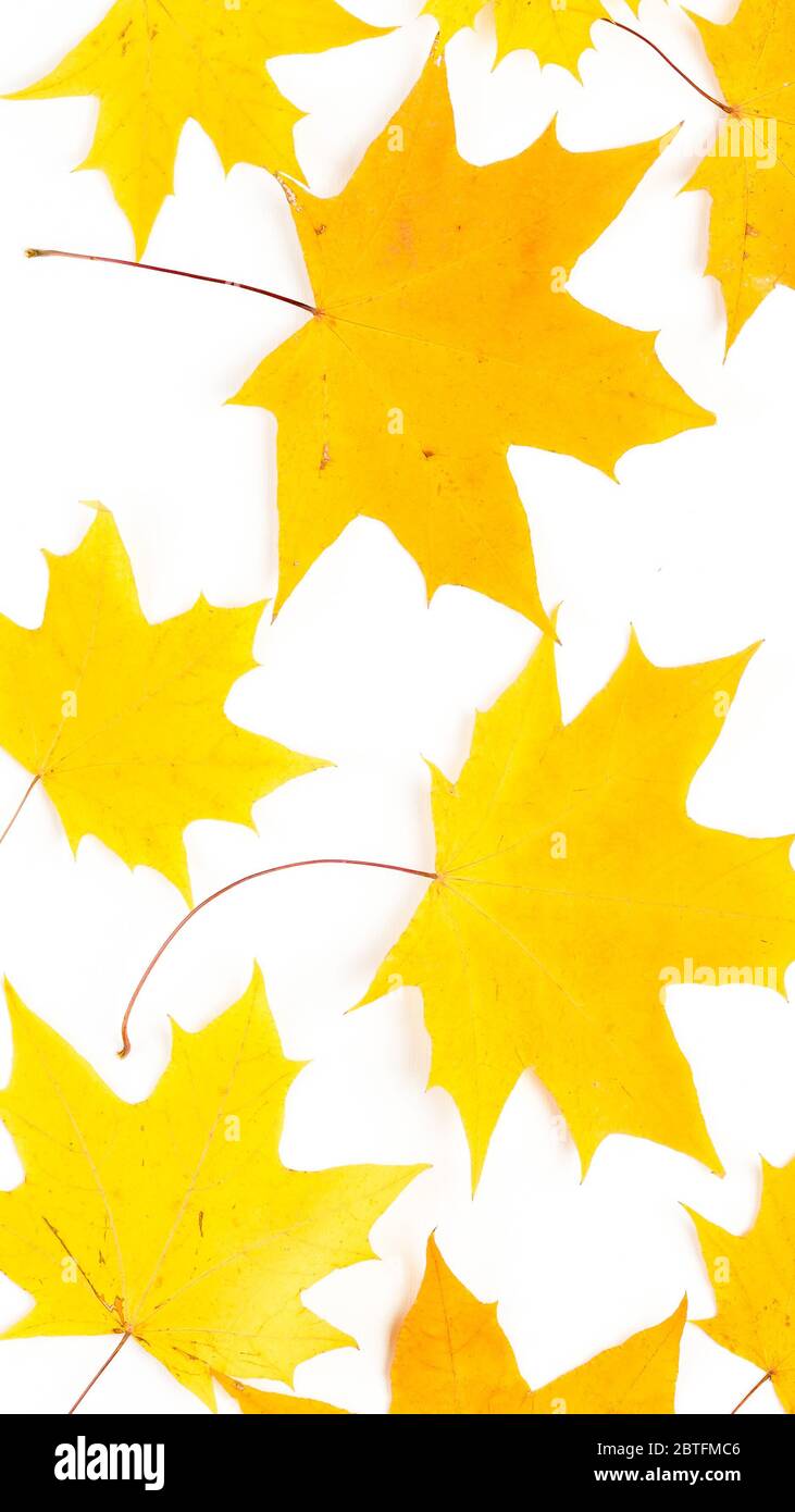 Herbstkomposition. Muster aus Herbstblättern. Flach liegend, Draufsicht Stockfoto