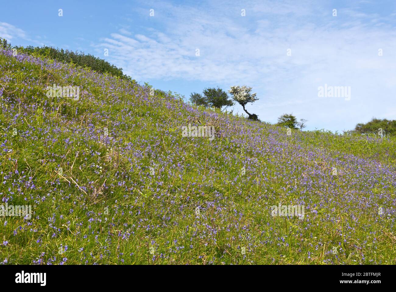 Bluebells bedecken den Hang in der Nähe der Western Brockholes am Küstenpfad unterhalb von Selworthy Beacon im Exmoor Nationalpark. Stockfoto