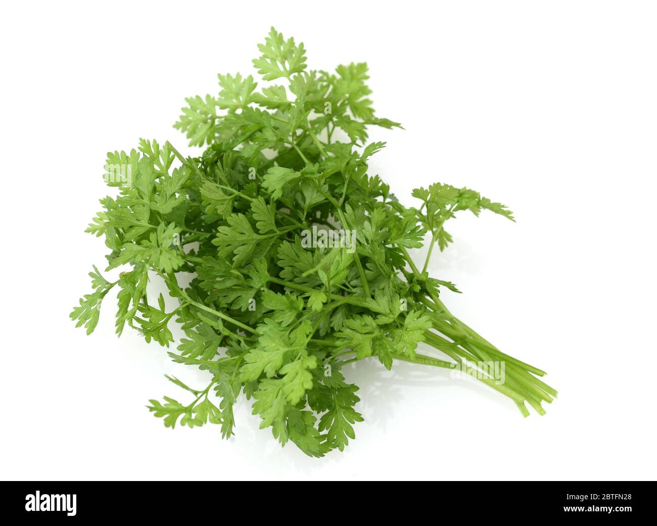 Curbel, Anthriscus cerefolium, ist eine wichtige Heil- und Medizinalpflanze. Das Kuechenkraut wird auch in der Frankfurter Gruene Sosse verwendet. Che Stockfoto