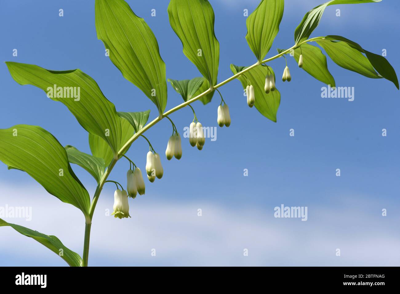 Salomonsiegel, Polygonatum odoratum ist eine wichtige Heil- und Medizinalpflanze und mit weissen Bluethen. Solomon Seal, Polygonatum odoratum ist ein imp Stockfoto
