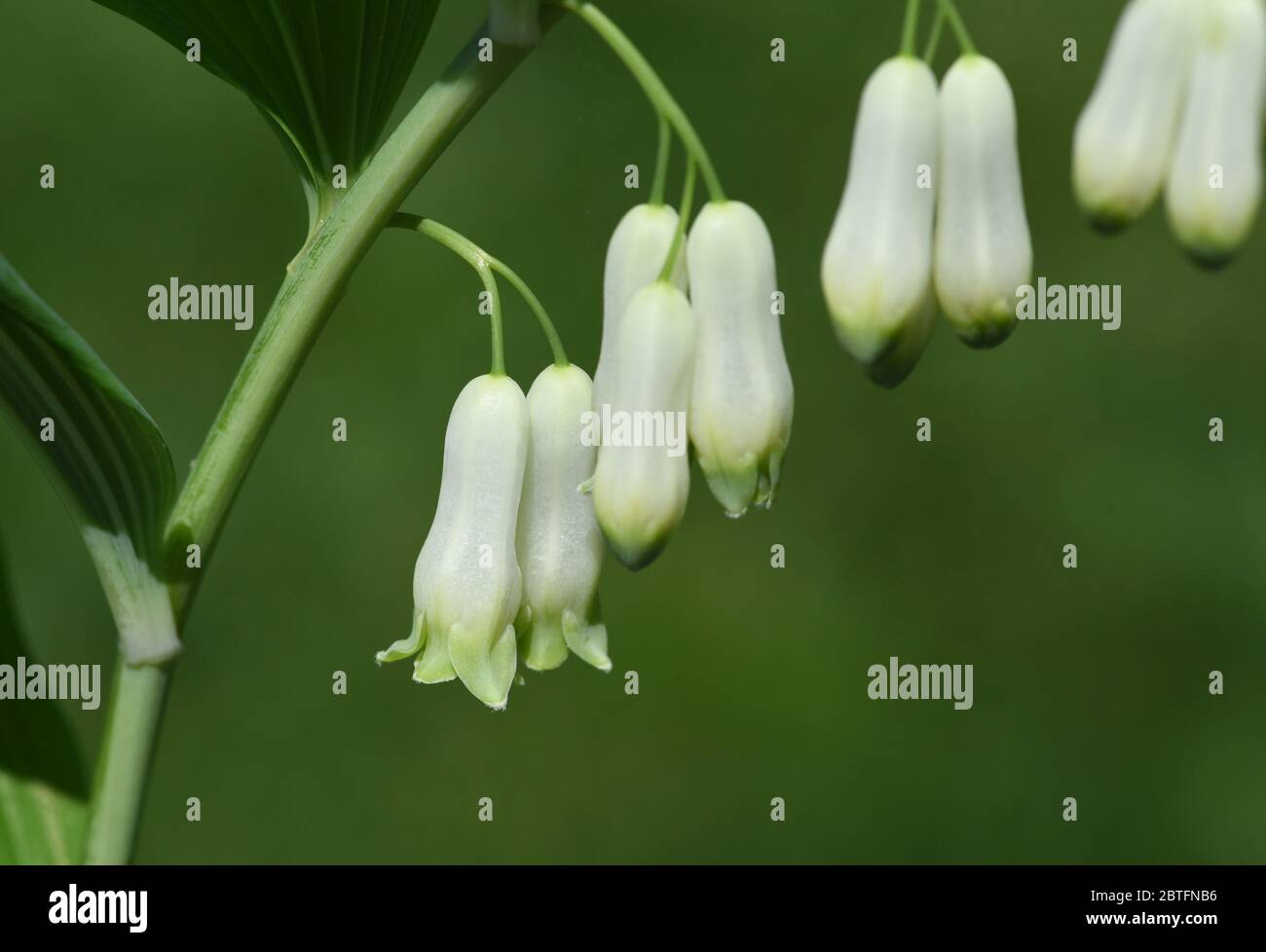 Salomonsiegel, Polygonatum odoratum ist eine wichtige Heil- und Medizinalpflanze und mit weissen Bluethen. Solomon Seal, Polygonatum odoratum ist ein imp Stockfoto