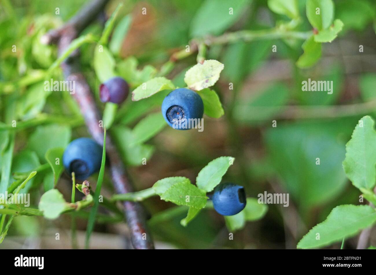 Heidelbeerzweig mit blau saftig reifen Früchten und grünen Blättern an einem Busch im Wald Stockfoto