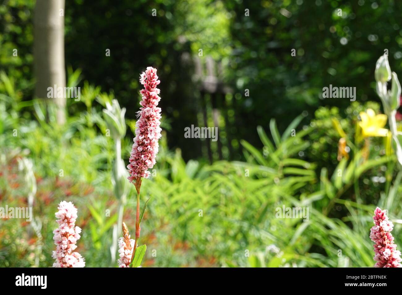 Rosa Blüten von Bistorta affinis superbum, Persicaria affinis, Fleece Blume oder Knoweed, Nahaufnahme, Teppichknöterich, Schneckenknöterich Stockfoto