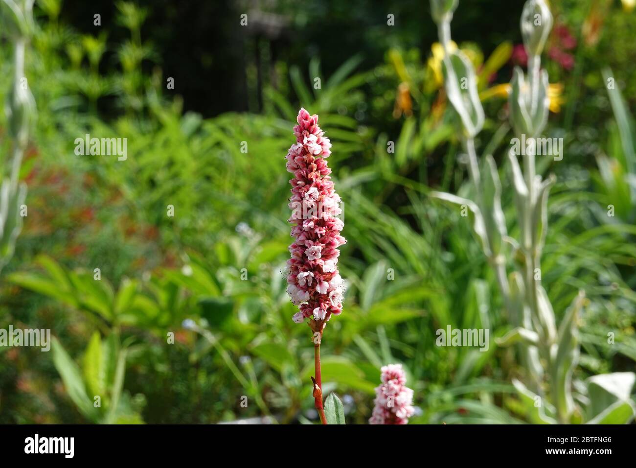 Rosa Blüten von Bistorta affinis superbum, Persicaria affinis, Fleece Blume oder Knoweed, Nahaufnahme, Teppichknöterich, Schneckenknöterich Stockfoto