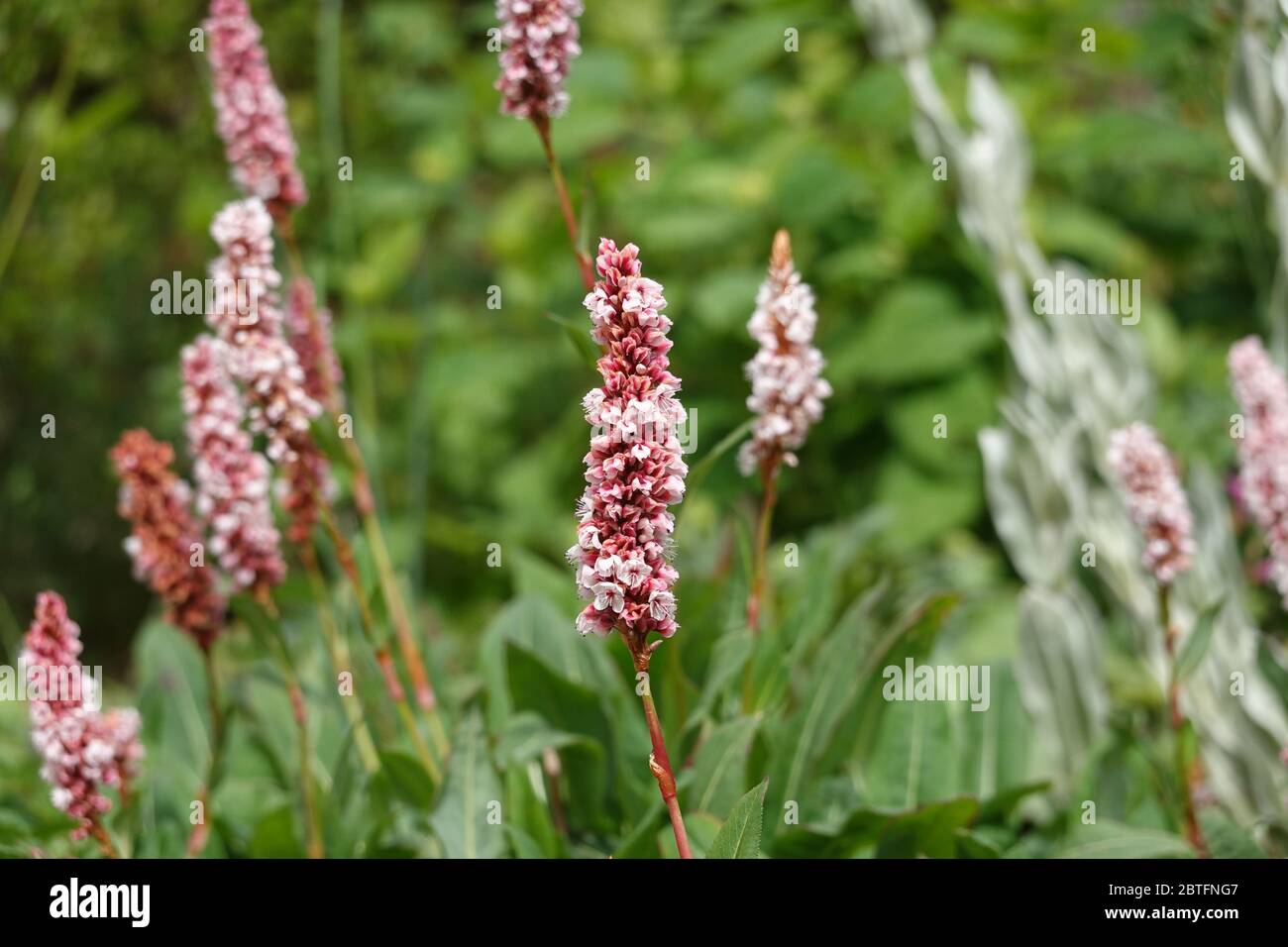 Rosa Blüten von Bistorta affinis superbum, Persicaria affinis, Fleece Blume oder Knoweed, Nahaufnahme, Teppichknöterich, Schneckenknöterich Stockfoto
