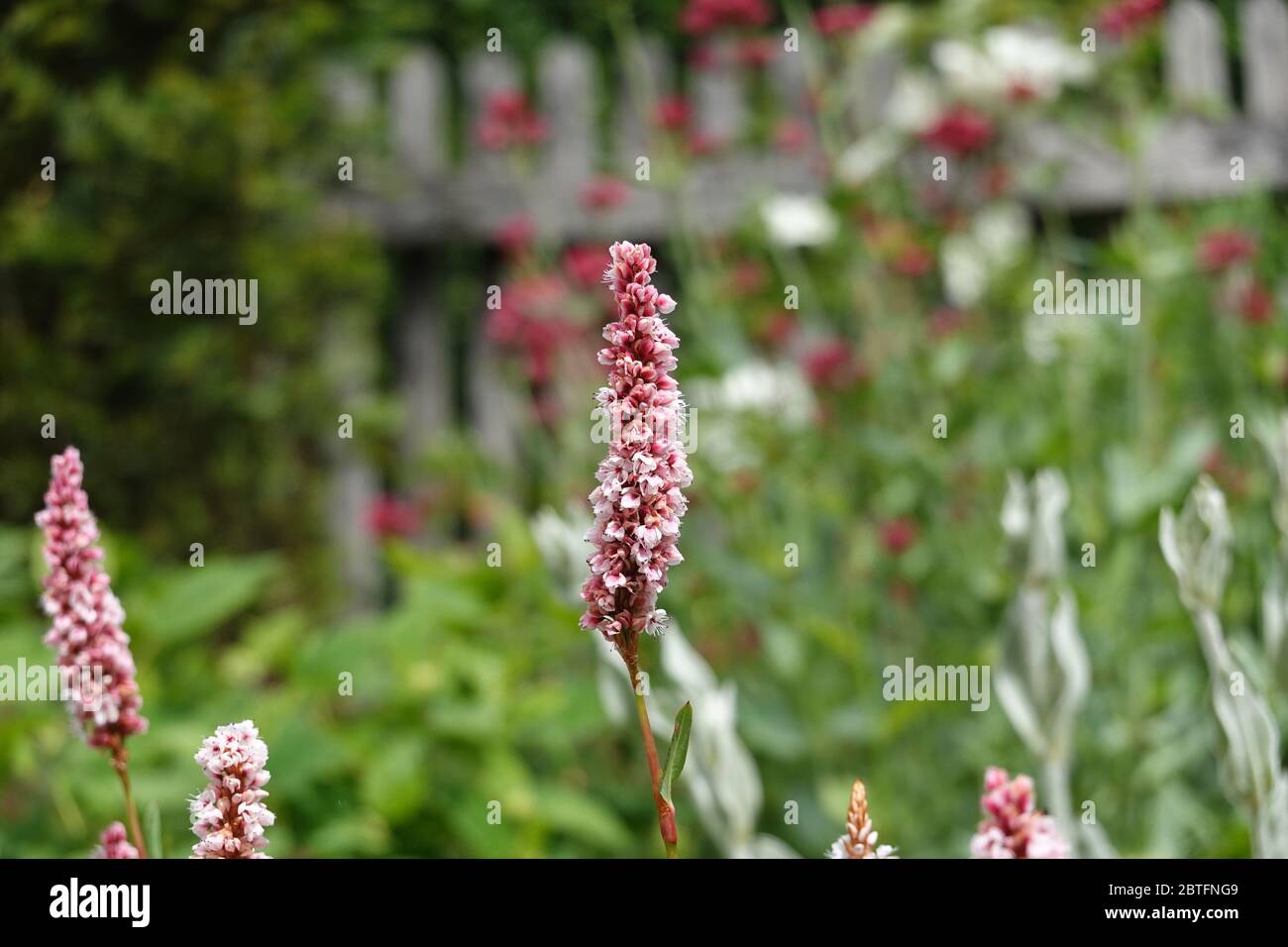 Rosa Blüten von Bistorta affinis superbum, Persicaria affinis, Fleece Blume oder Knoweed, Nahaufnahme, Teppichknöterich, Schneckenknöterich Stockfoto