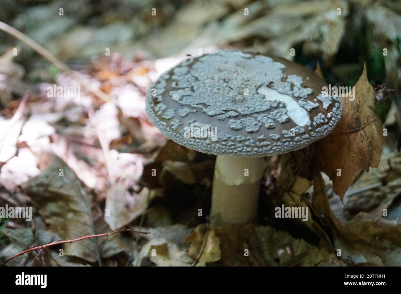 Amanita Pilz mit einem braunen Hut in einem weißen Punkt und einem weißen Bein wächst im Gras im Wald Stockfoto